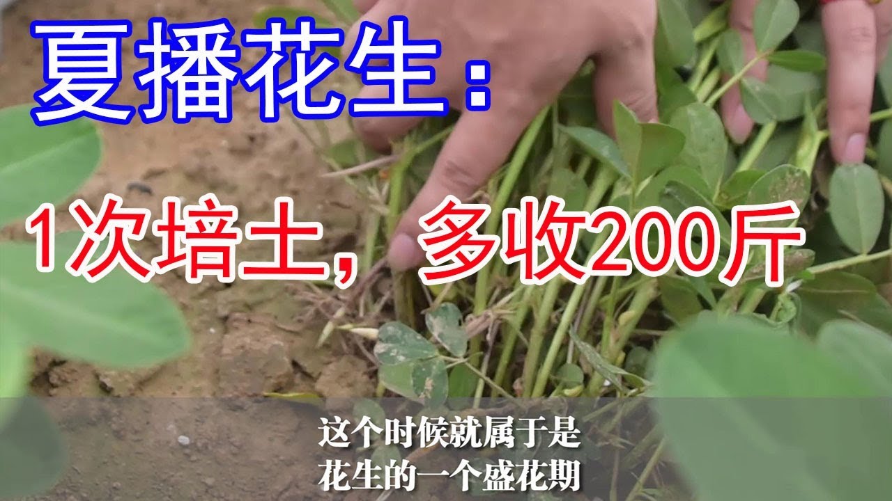 付老师讲解：夏播花生，1次培土，多收200斤，厉害了【付老师种植技术团队】