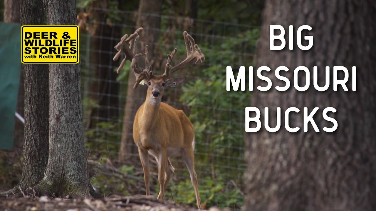 Big Missouri Bucks at Xtreme Whitetails | Deer & Wildlife Stories | Deer Farming