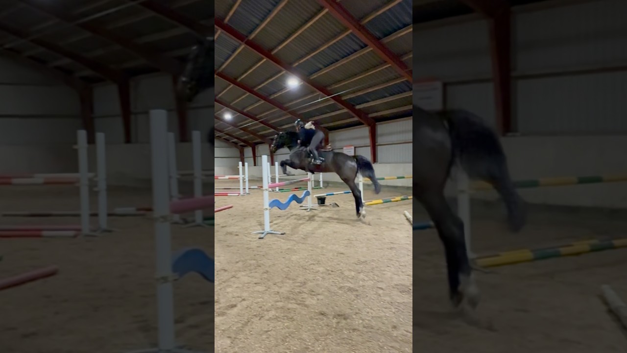 NESTOR doing his gymnastics training #horse #hest #equestrian #bestpony #riding #heste