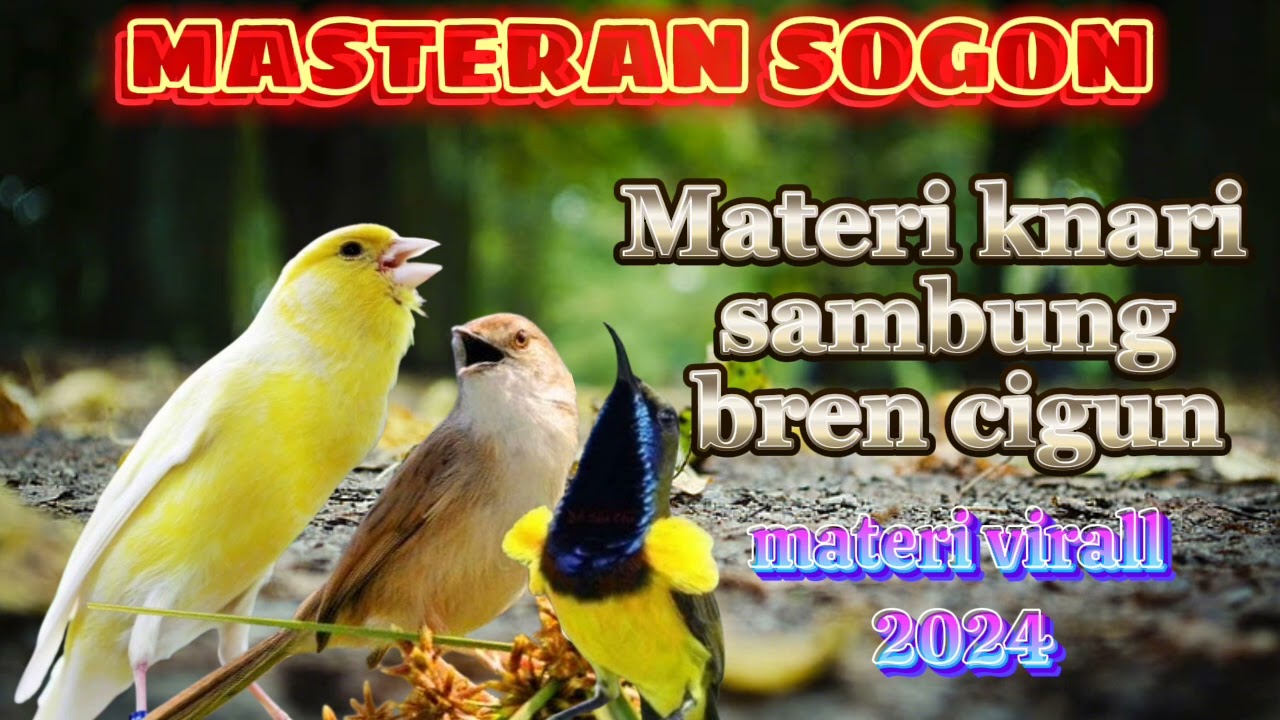 MASTERAN VIRAL SOGON MATERI KENARI SAMBUNG BREN CIGUN #masteransogon