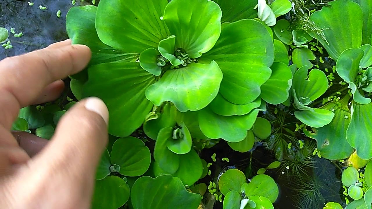 MENGENAL BEBERAPA JENIS TANAMAN APUNG UNTUK AQUARIUM dan AQUASCAPE