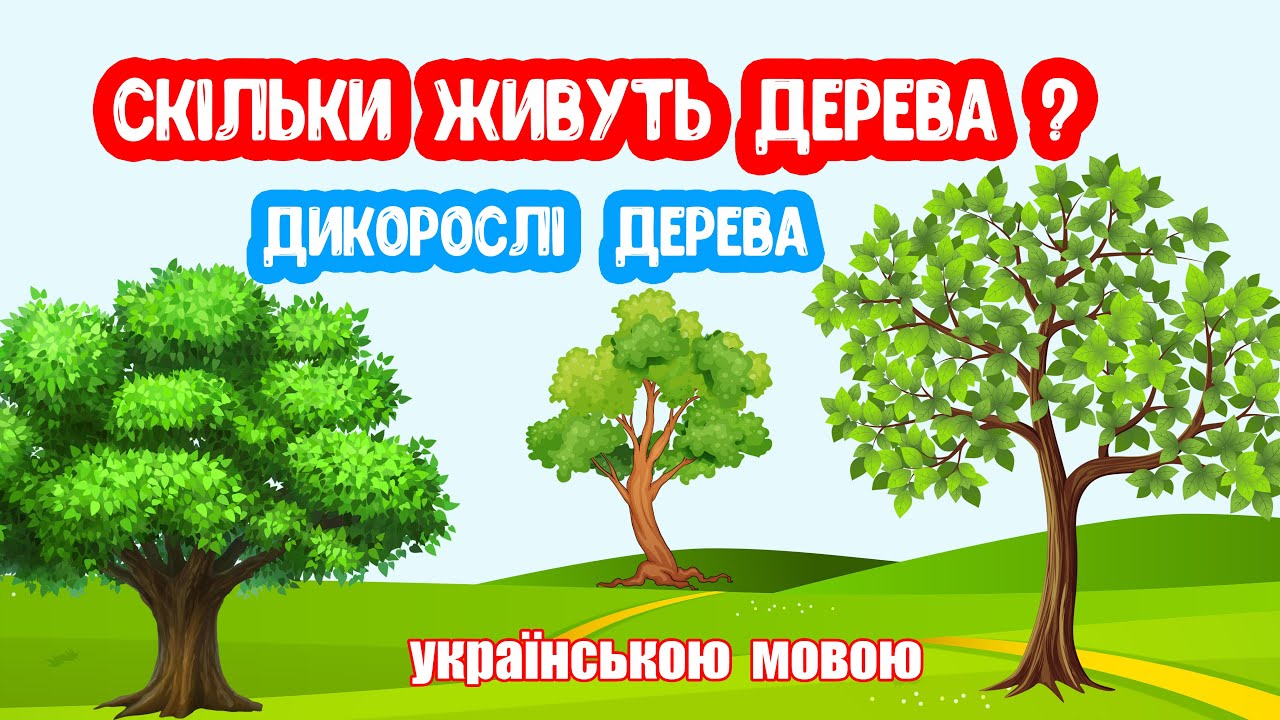 Скільки Живуть ДЕРЕВА? Дикорослі дерева