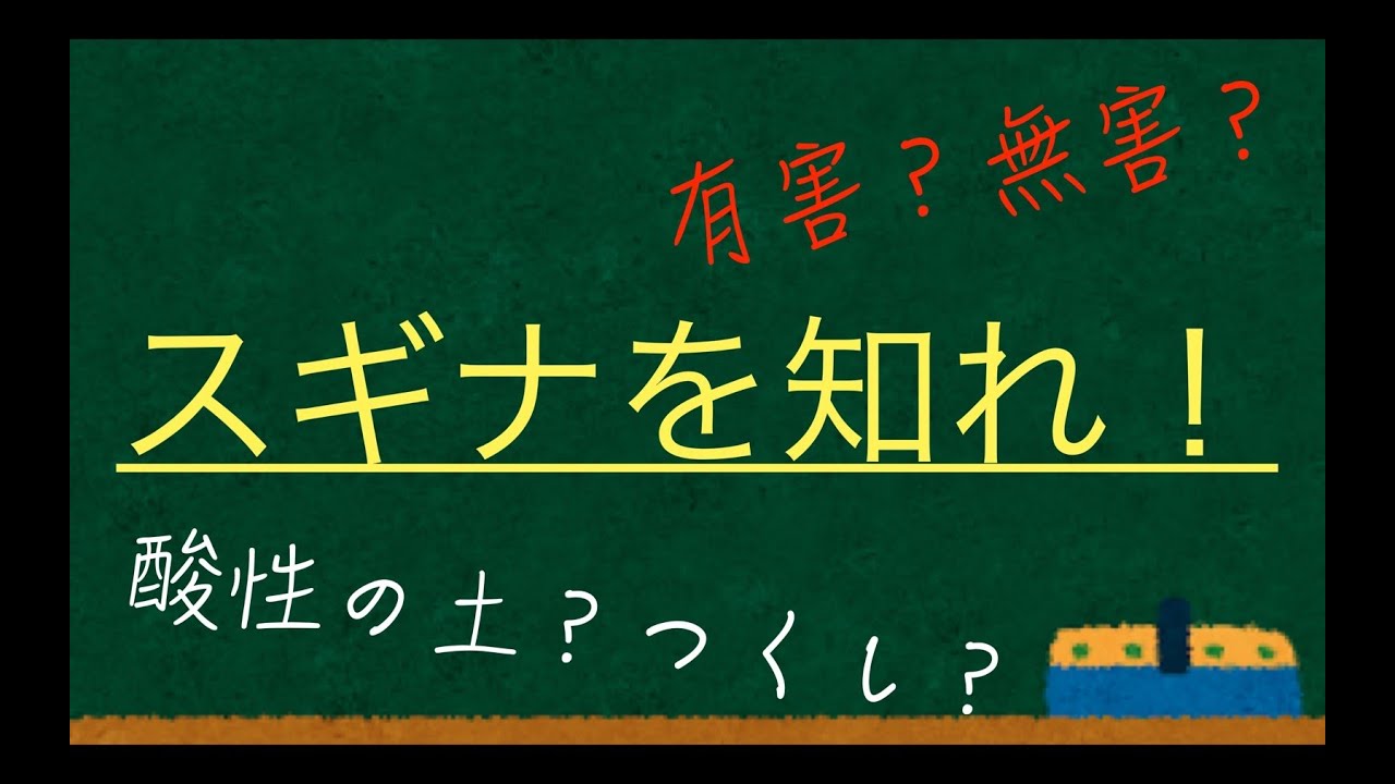 スギナを知れ！〜雑草の生態から知る編〜
