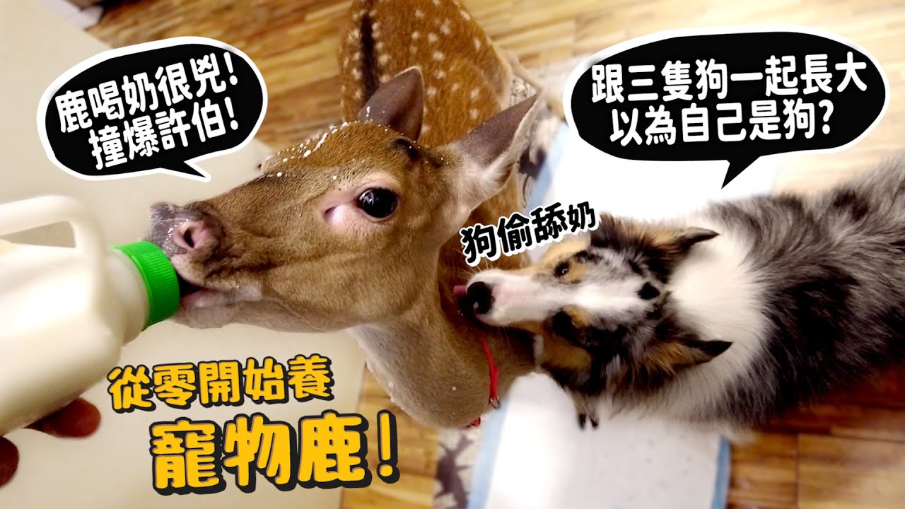 【從零開始養】寵物鹿!鹿喝奶很兇!撞爆許伯!跟三隻狗一起長大!以為自己是狗?鹿咬人像惡婆婆虐待媳婦?梅花鹿!【許伯簡芝】deer