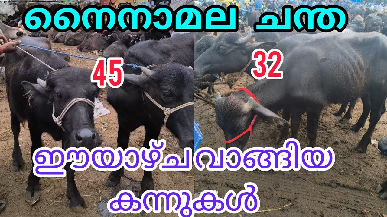ചന്തയിൽ കാലികൾ വരവ് കുറഞ്ഞു #anwarvlog #buffalomarketvideo #cattlemarket #Cowmarket #animals #bull  
