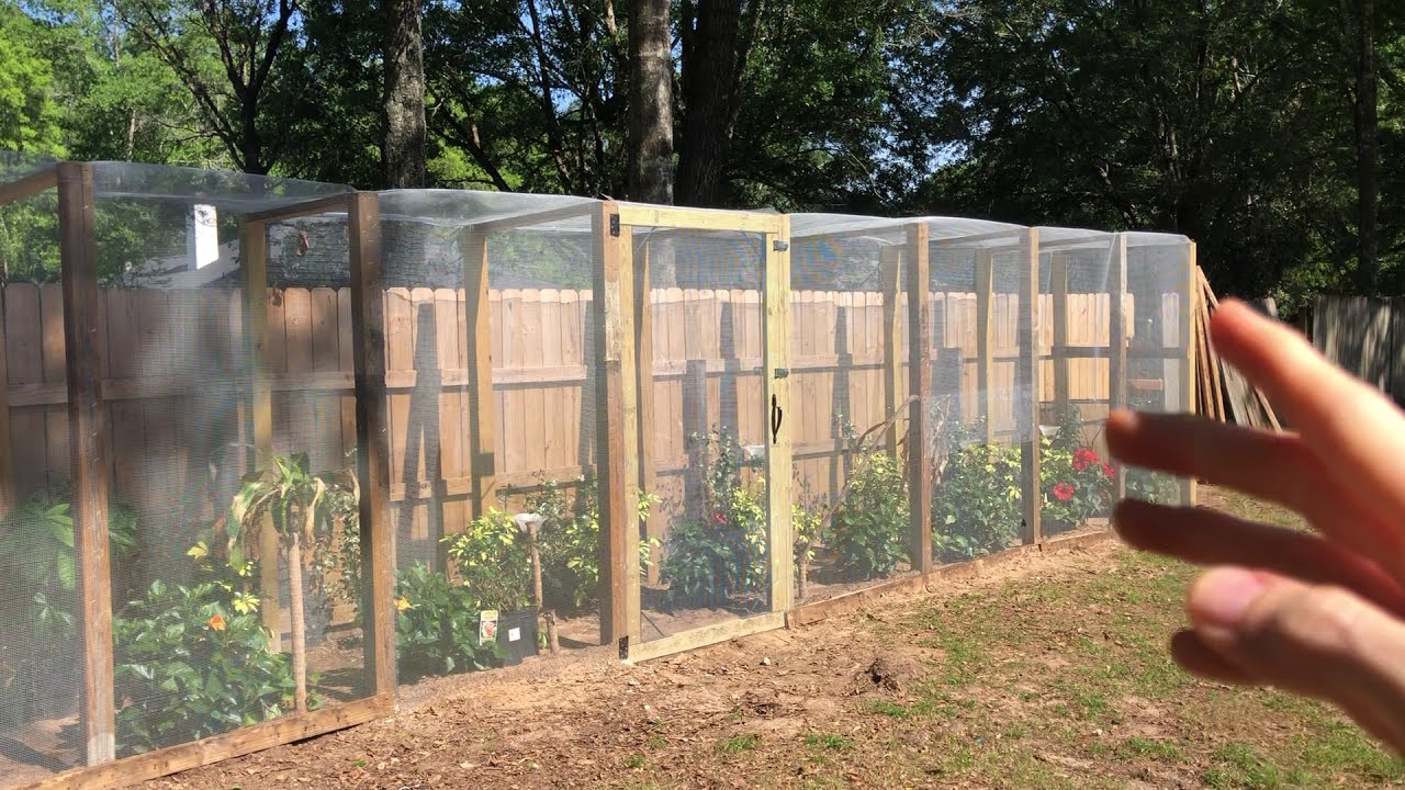 BIGGEST DIY Chameleon Cage Ever--It's HUGE // Panther & Veiled // Outside Tropical Forest in Florida