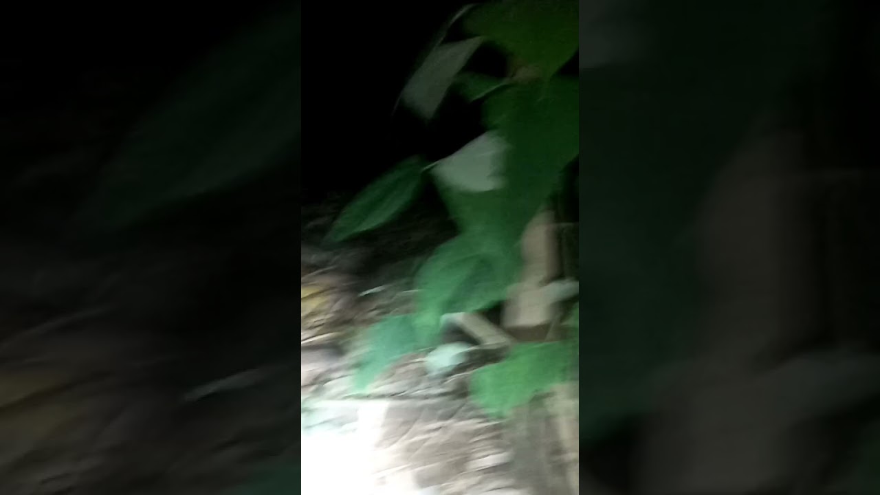 Aswang sighting