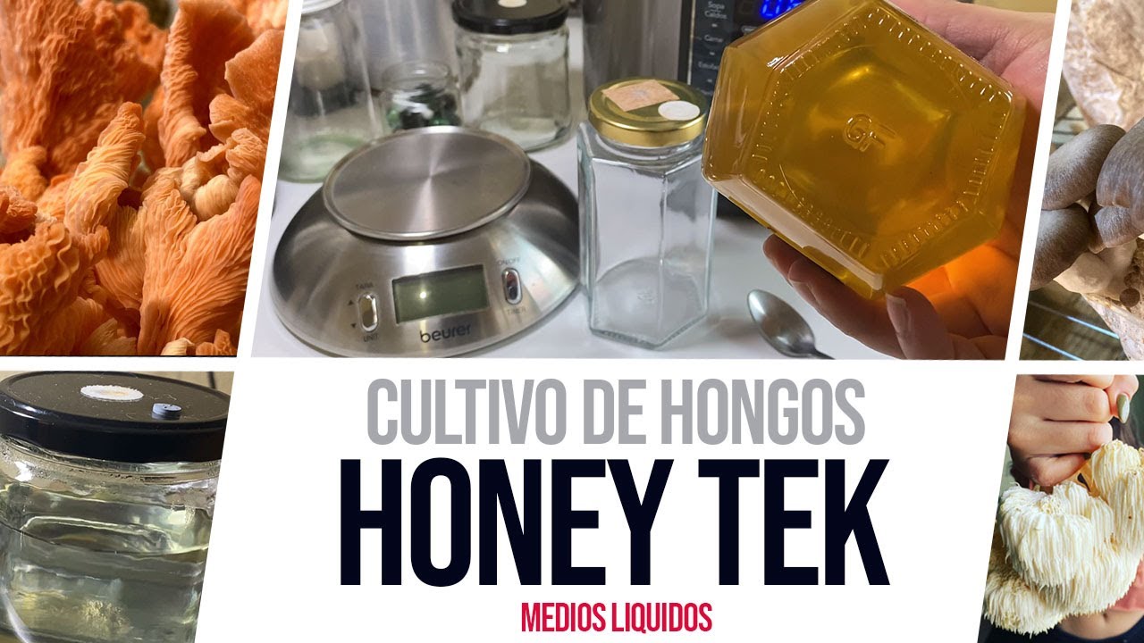 Cultivo de Hongos: Honey Tek - Cómo hacer Micelio Líquido