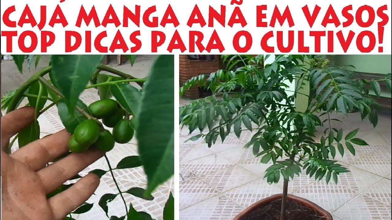 CAJÁ MANGA ANÃ, como cuidar e plantar até em vasos em casa!