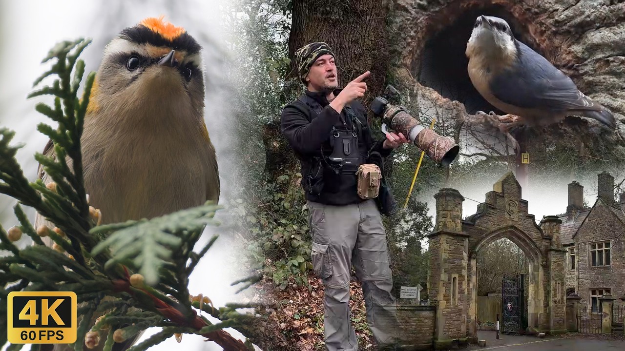 Hampshire Birdwatching. Southampton Old Cemetery. A Hidden Bird Oasis. 4K 60fps.