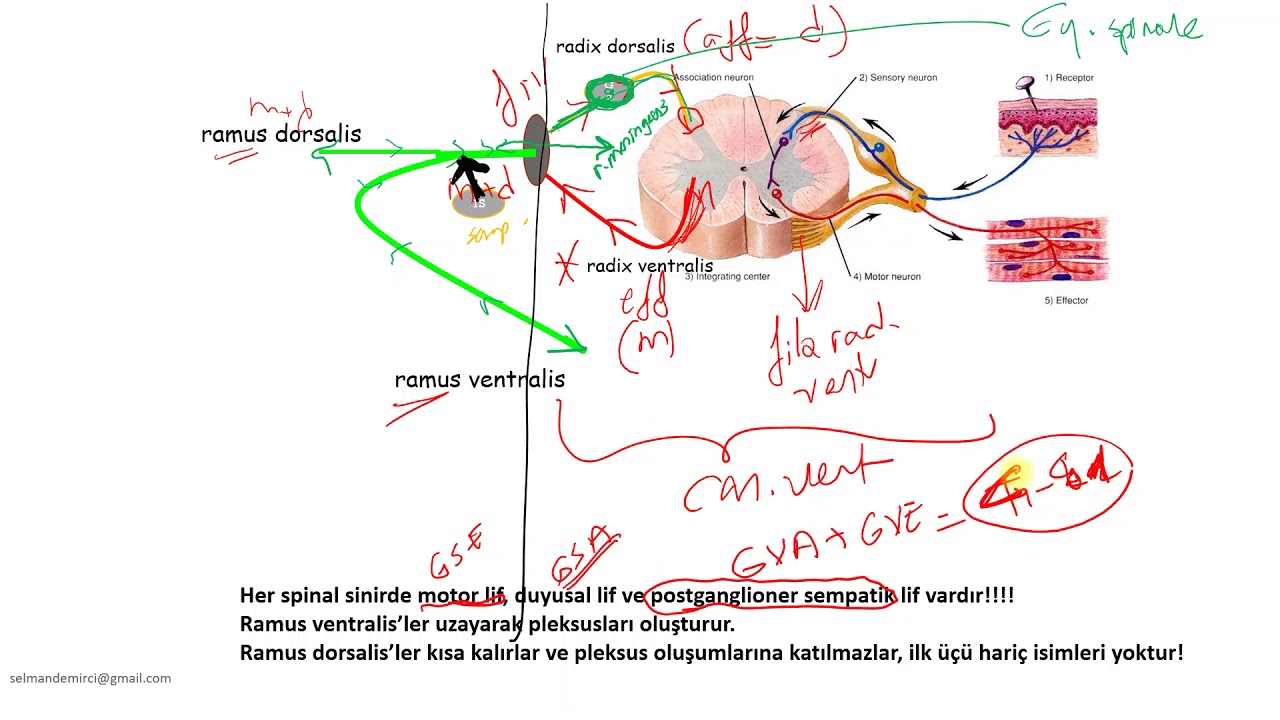 Prof. Dr. M. Selman Demirci - Anatomi