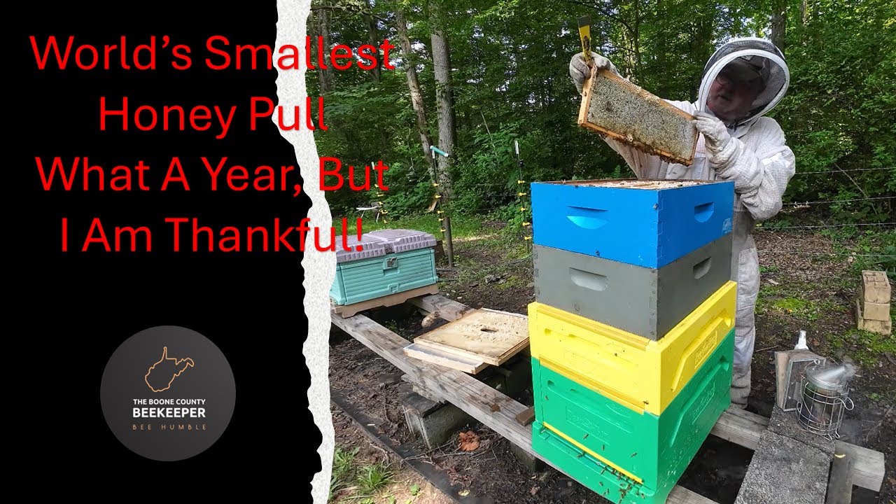 World's Smallest Honey Pull - But I Will Take It