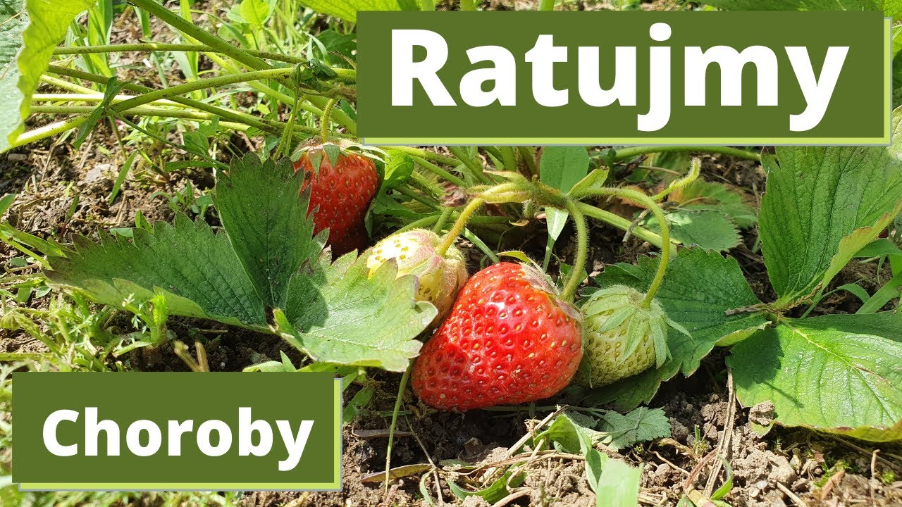 Choroby truskawek - ratujmy je