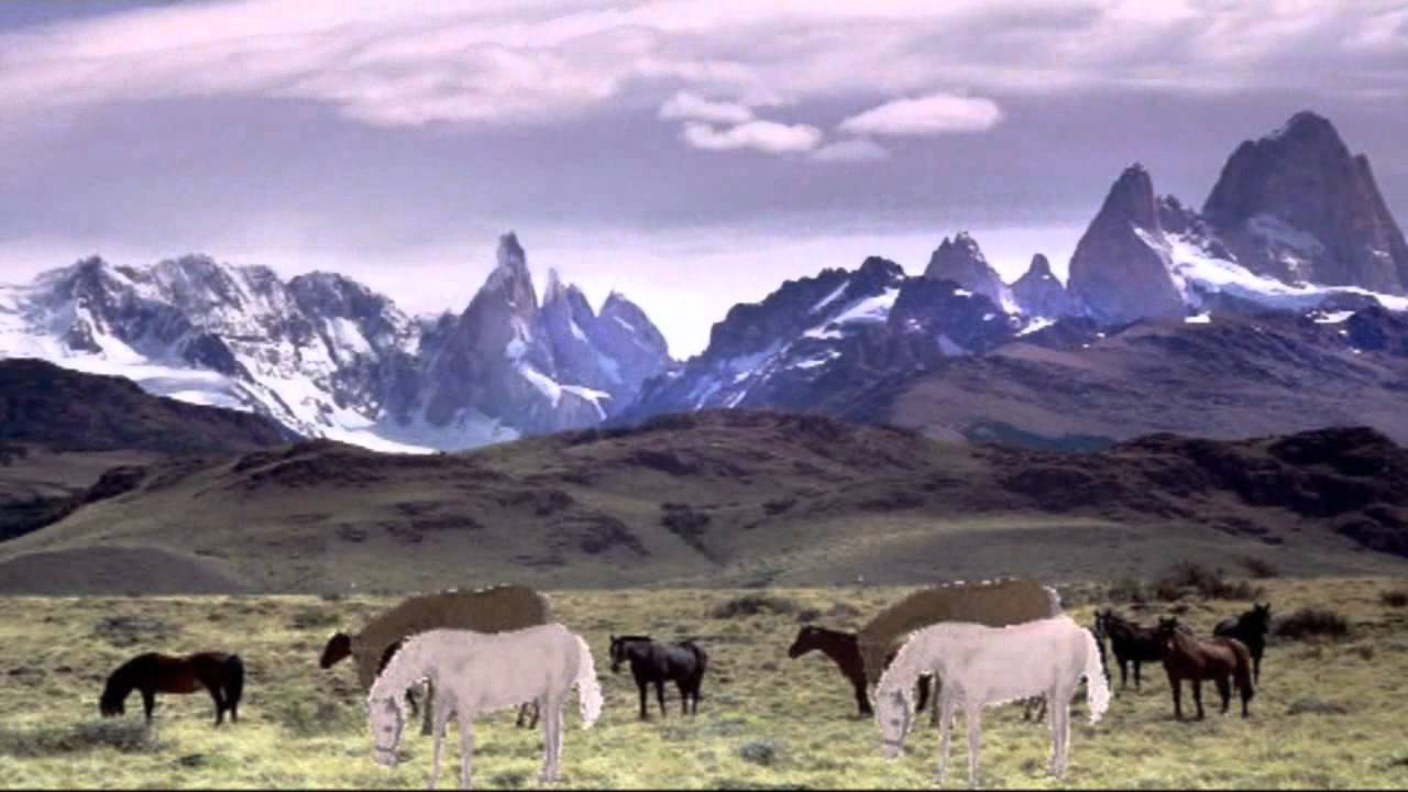 Mój koń-Gang Marcela