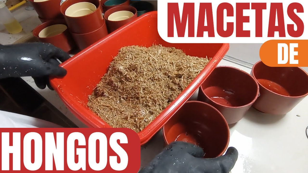 ¿Cómo hacer tus propias Macetas ? 🍄 Micotectura