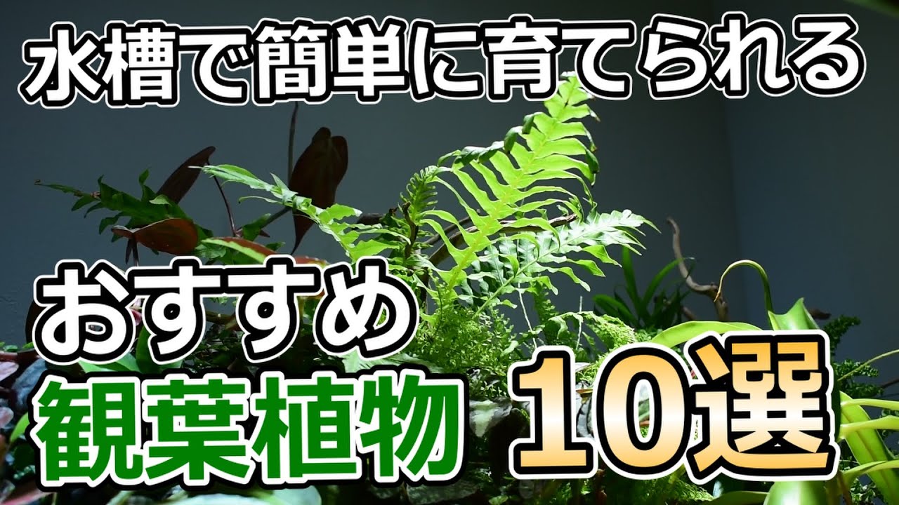 アクアリウムの水槽で育てるのにおすすめなホームセンターでも買える観葉植物を10種紹介！【アクアリウム】【アクアテラリウム】