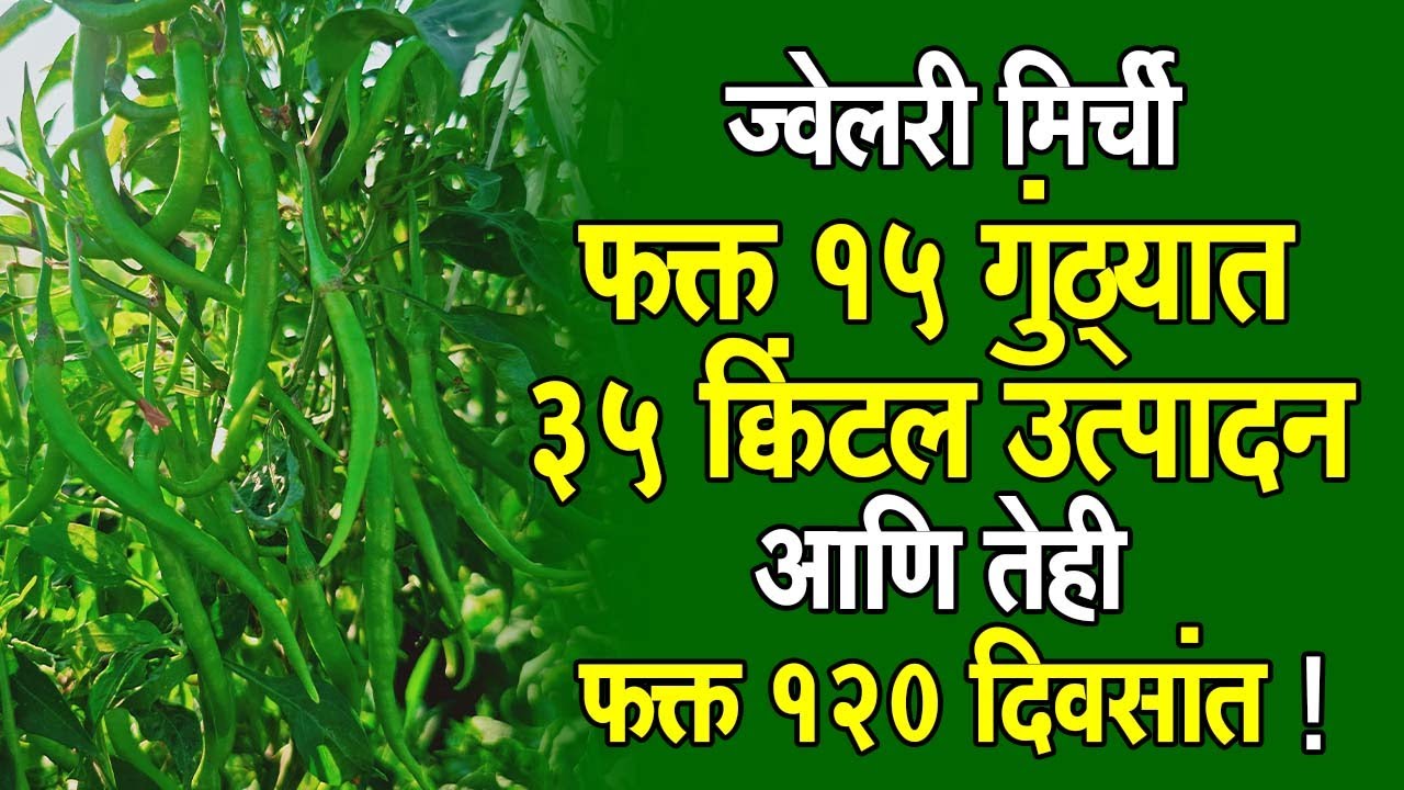 ज्वेलरी #मिरची-फक्त 15 गुंठ्यात ३५ क्विंटल #उत्पादन आणि तेही फक्त १२० दिवसांत!।#Doctor_Kisan#slurry।