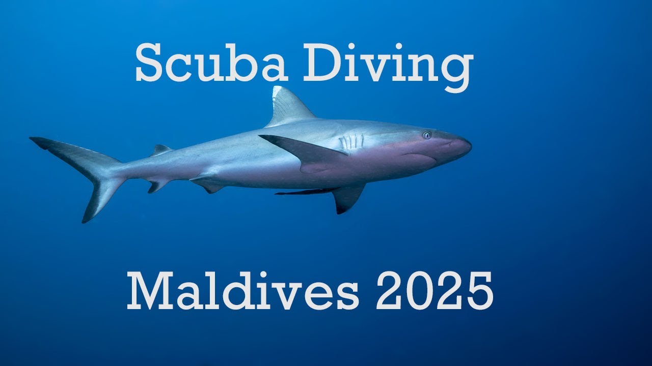 Scuba diving - Maldives liveaboard [2025]