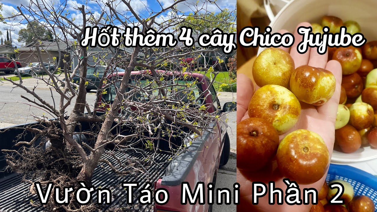 Vườn Táo Mini Phần 2. Hốt Thêm 4 Cây Táo Tàu Chico Jujube Gốc Bonsai Cây To Bự 8 Năm Tuổi  K055