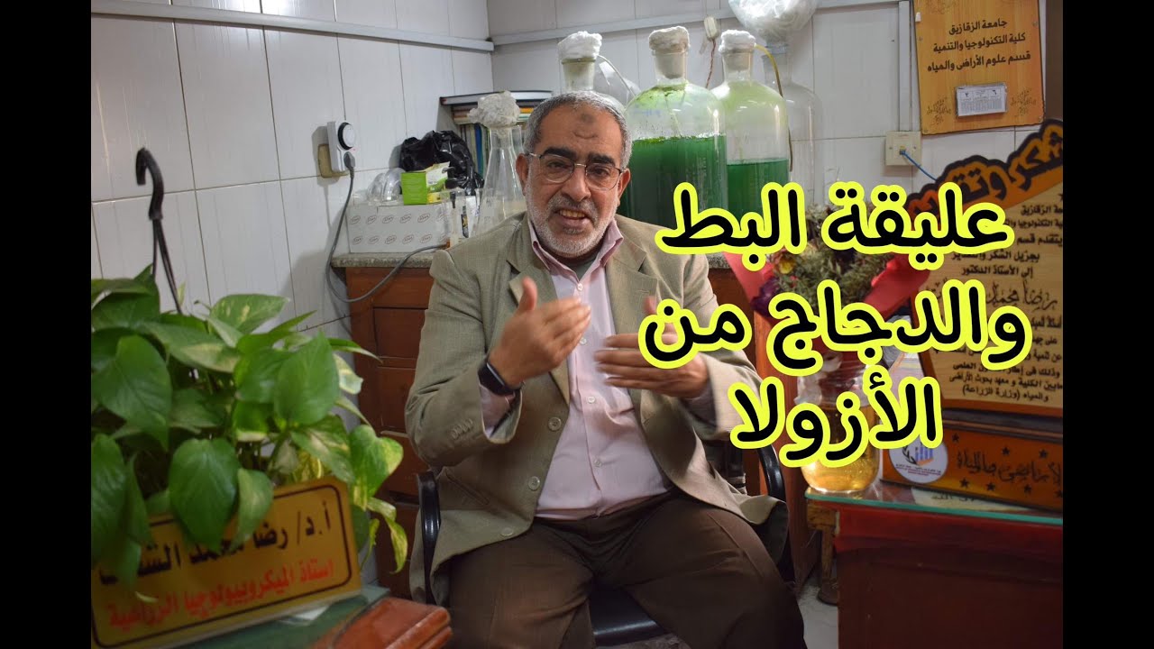 عليقة الدجاج والبط من الأزولا.. الإجابة على تساؤلات مزارعي الأزولا