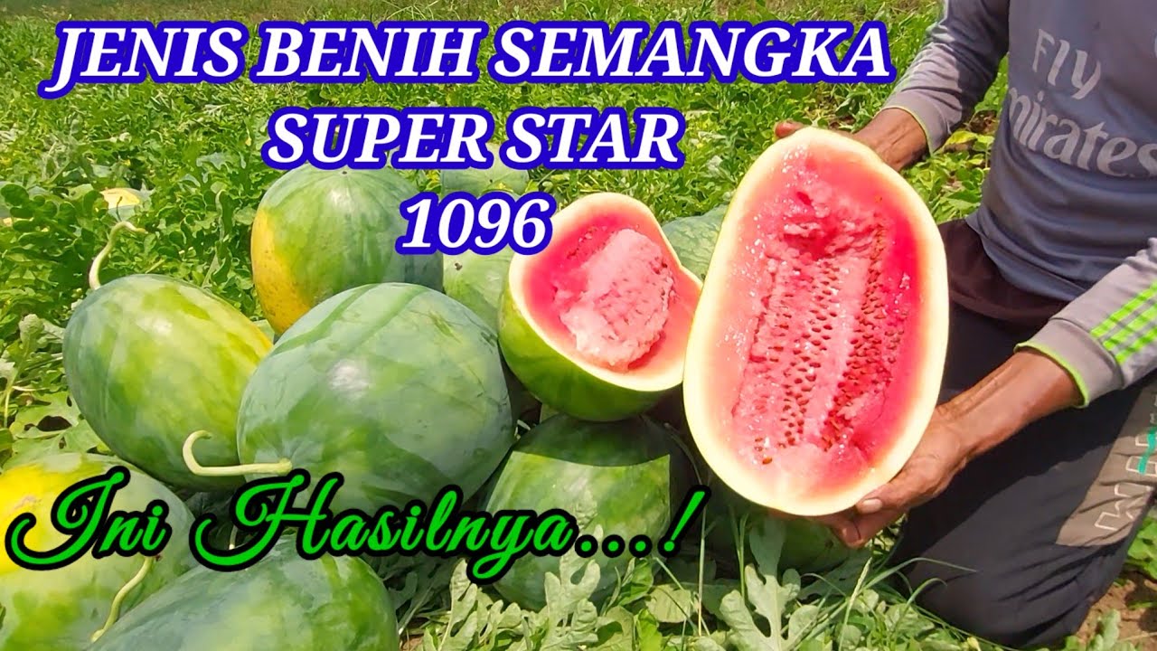 SEPERTI INI HASIL BIBIT SEMANGKA...❗️ (1096 SUPER STAR)