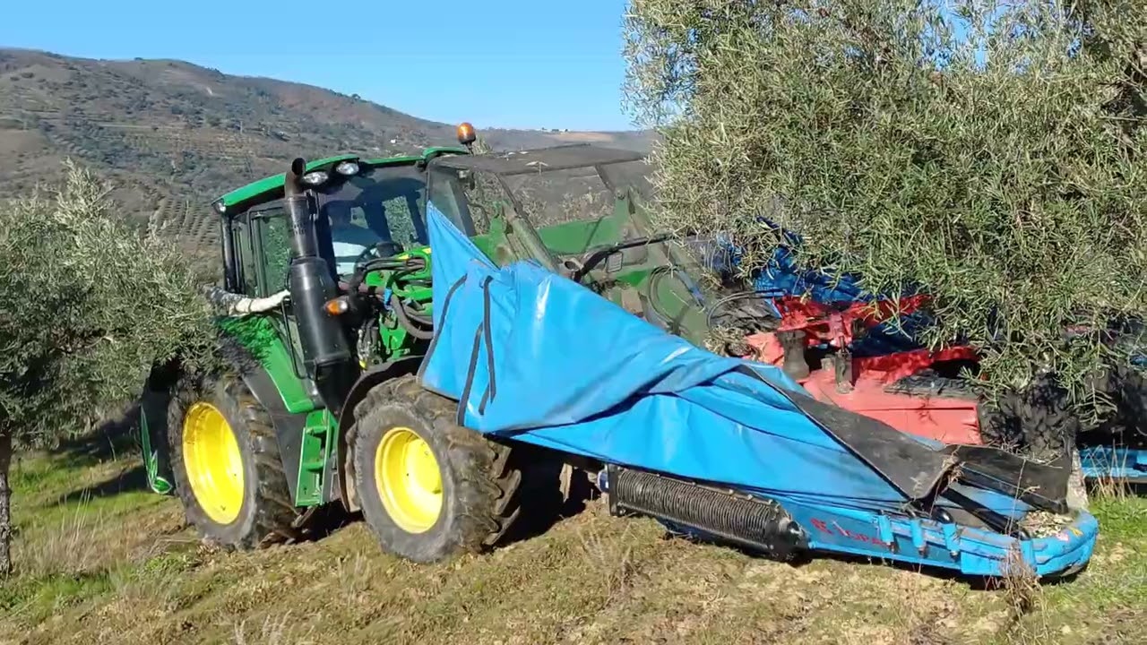 24-12-2024 Apanha da Azeitona # Vareja Mecânica/Motorizada (Vilares da Vilariça)  @carlosnovais@4340