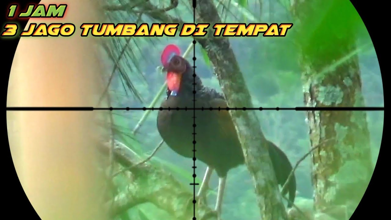 BERBURU AYAM HUTAN HIJAU !! 1 Jam poin 3 jago 🐓🐓🐓