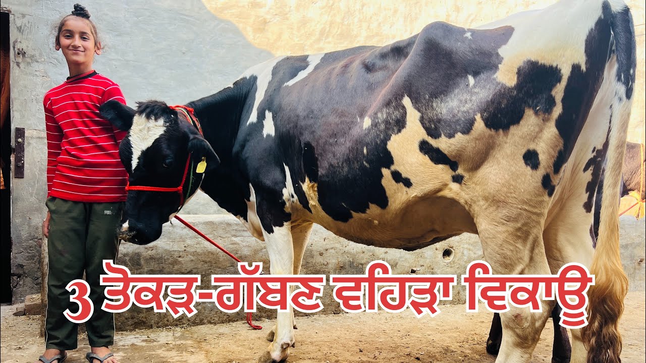 3 ਤੋਕੜ-ਗੱਬਣ ਵਹਿੜਾ ਵਿਕਾਊ-3 cow for sale #brardairyfarmmoga 