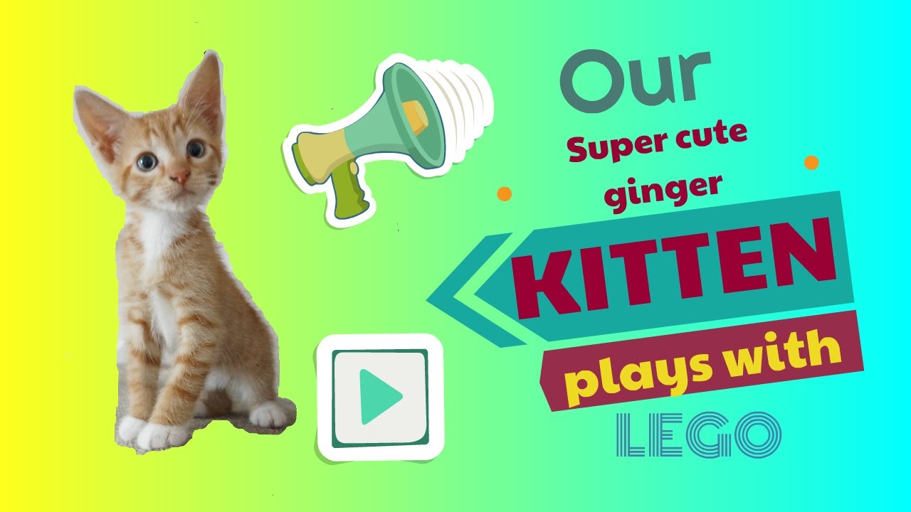 A ginger kitten plays with Lego