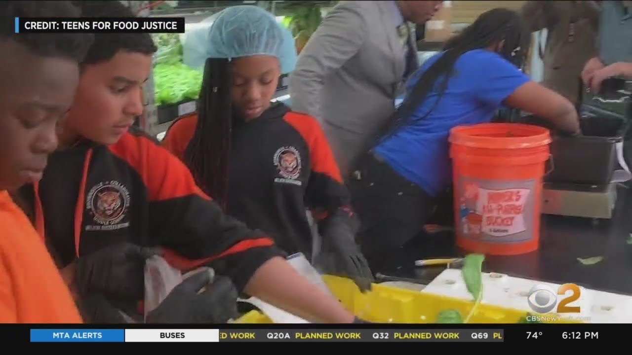 NYC Students Growing Greens Inside Schools With Hydroponic Farming
