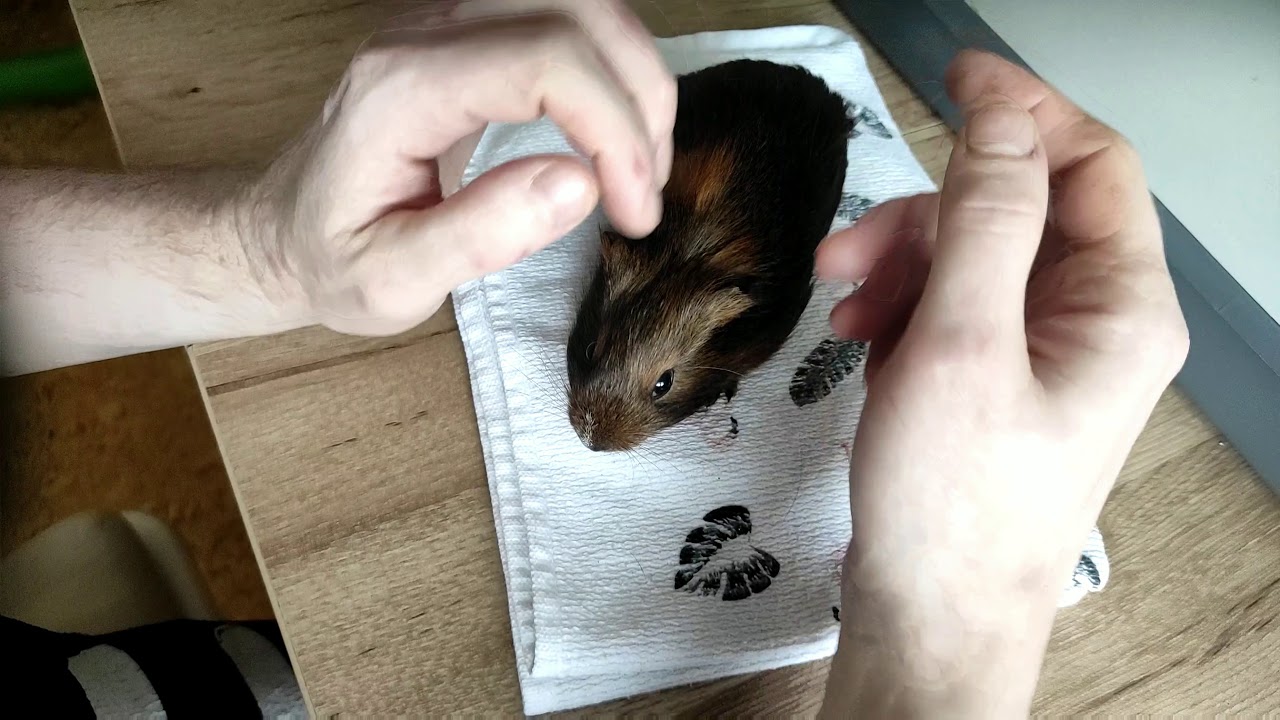 Představení mých morčat