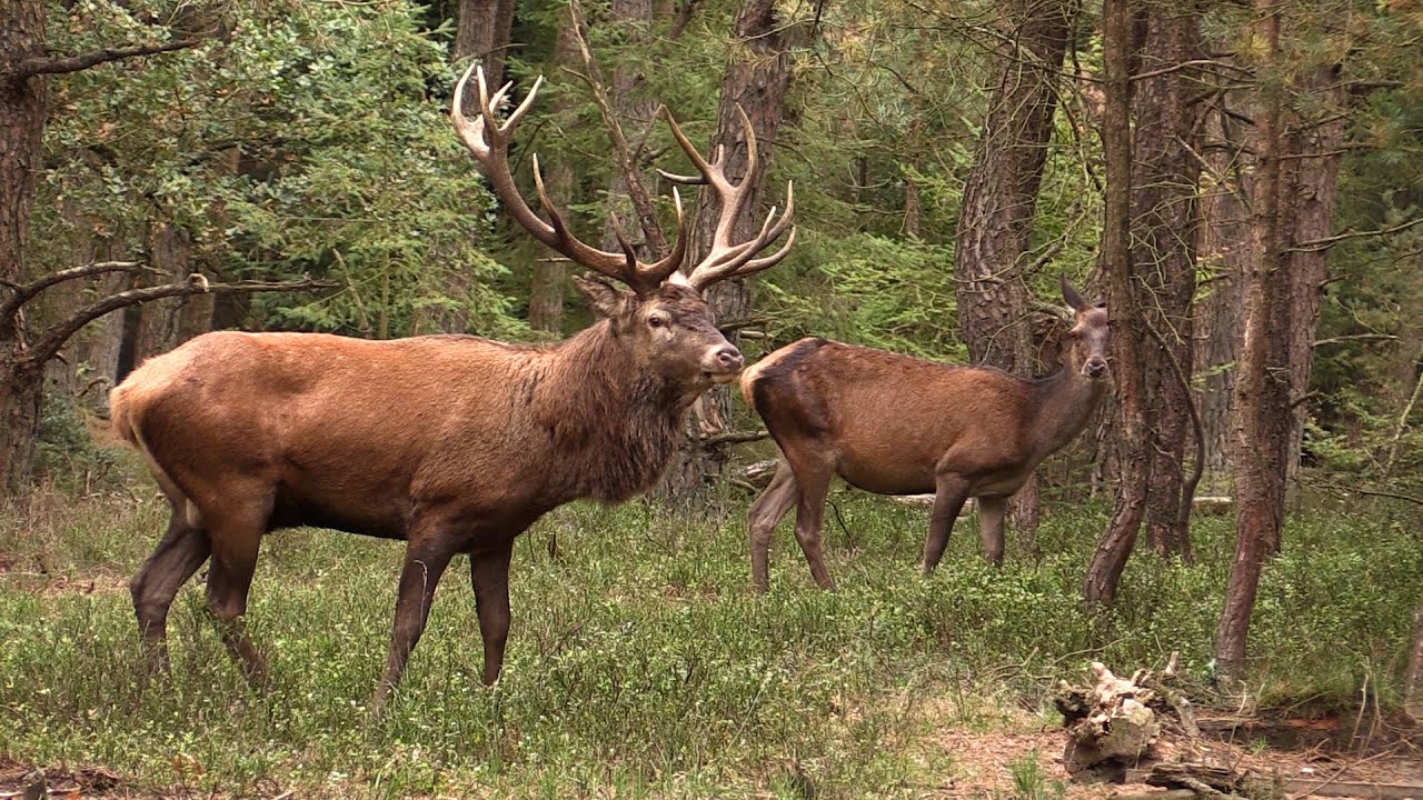 Lady and the King  Veluwe movie