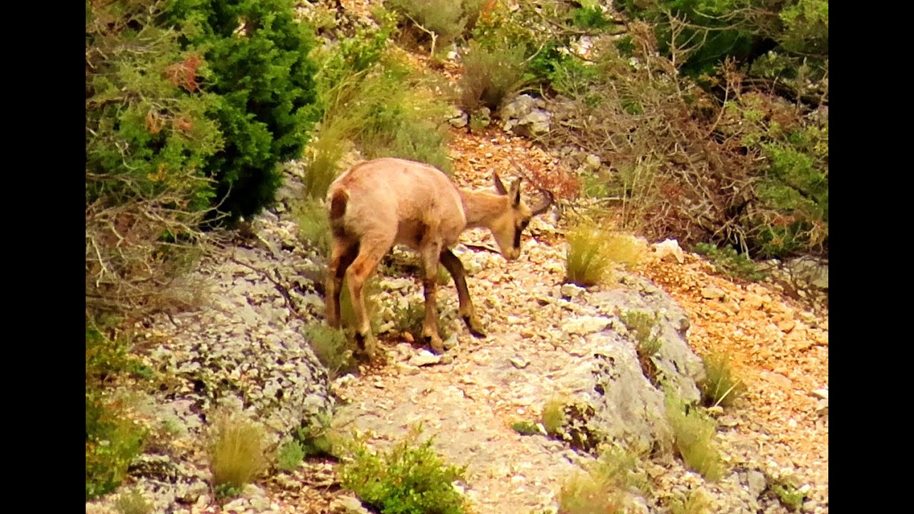 1746. Kamzík horský, Chamois, Gämse, Gems, Kozica północna, Chamois, Rebeco de los Alpes