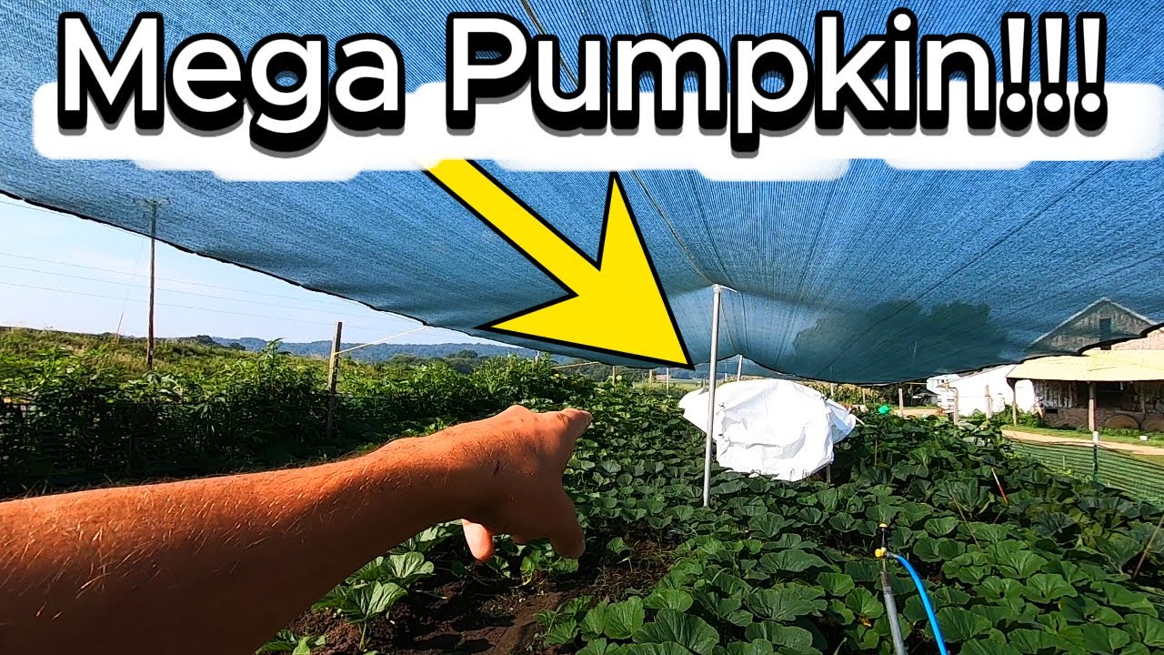 Growing Giant Pumpkins Update! ( Aug 5th ) Monster Sized Leaves!
