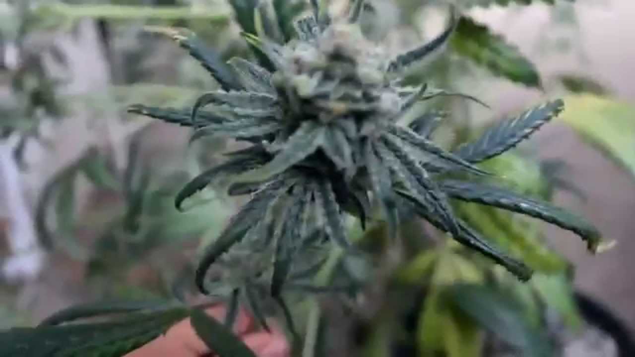 Dela Haze Harvest Blueberry Og Harvest Purple Paralysis Harvest Chronic Lights Harvest S2E5