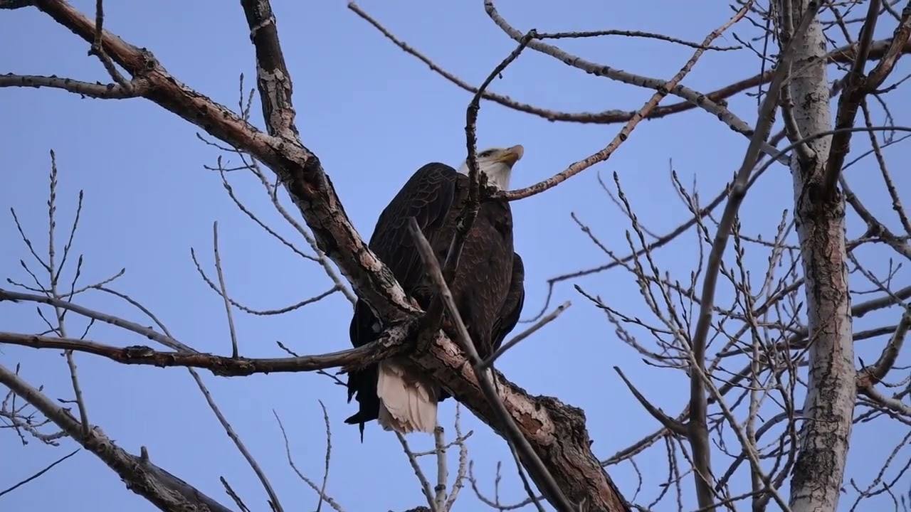 Bald eagle. @Gennady107