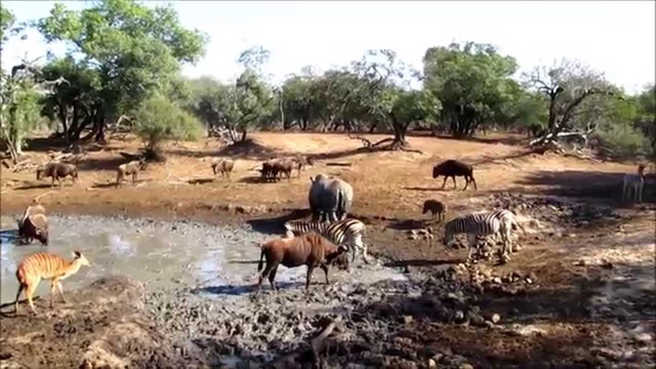 Mkuze Game Reserve  - Open safari vehicle