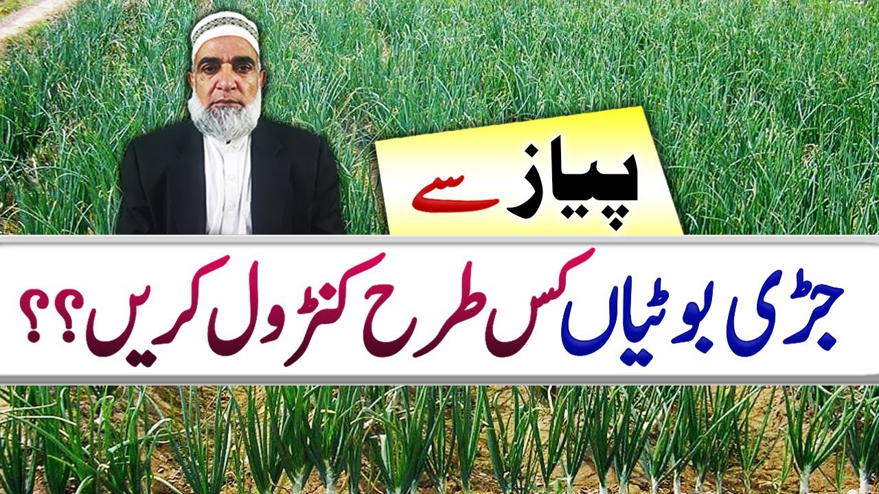 How to control weeds from Onion crop || Crop Reformer