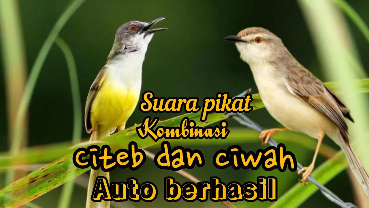 SUARA PIKAT KOMBINASI CIWAH DAN CITEB RIBUT💯% BERHASIL