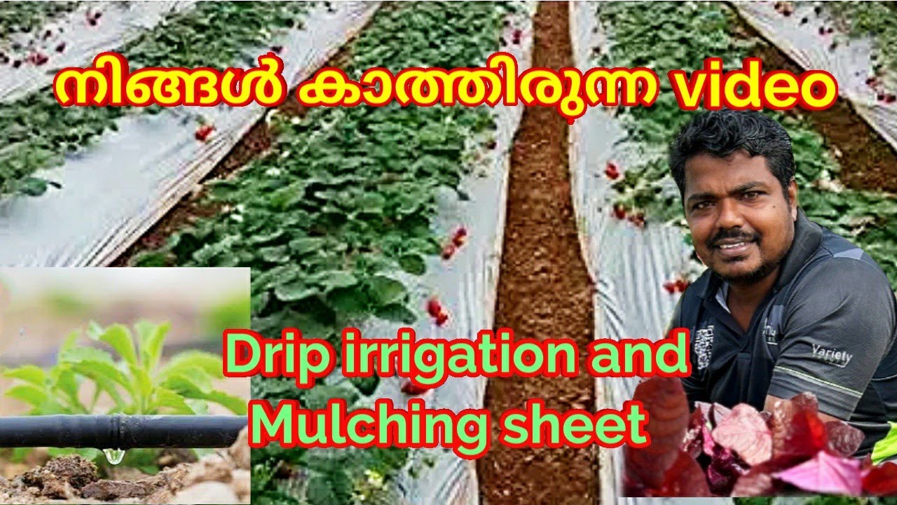 Drip irrigation and mulching sheet കൃഷി