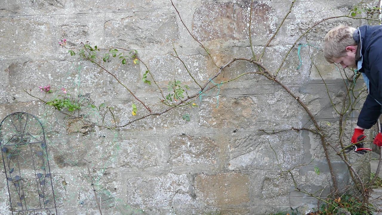 How To Prune Climbing Roses (Winter)