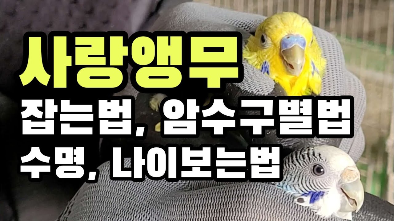 새 전문가가 말하는 앵무새 잡는법, 암수구별법, 나이보는법