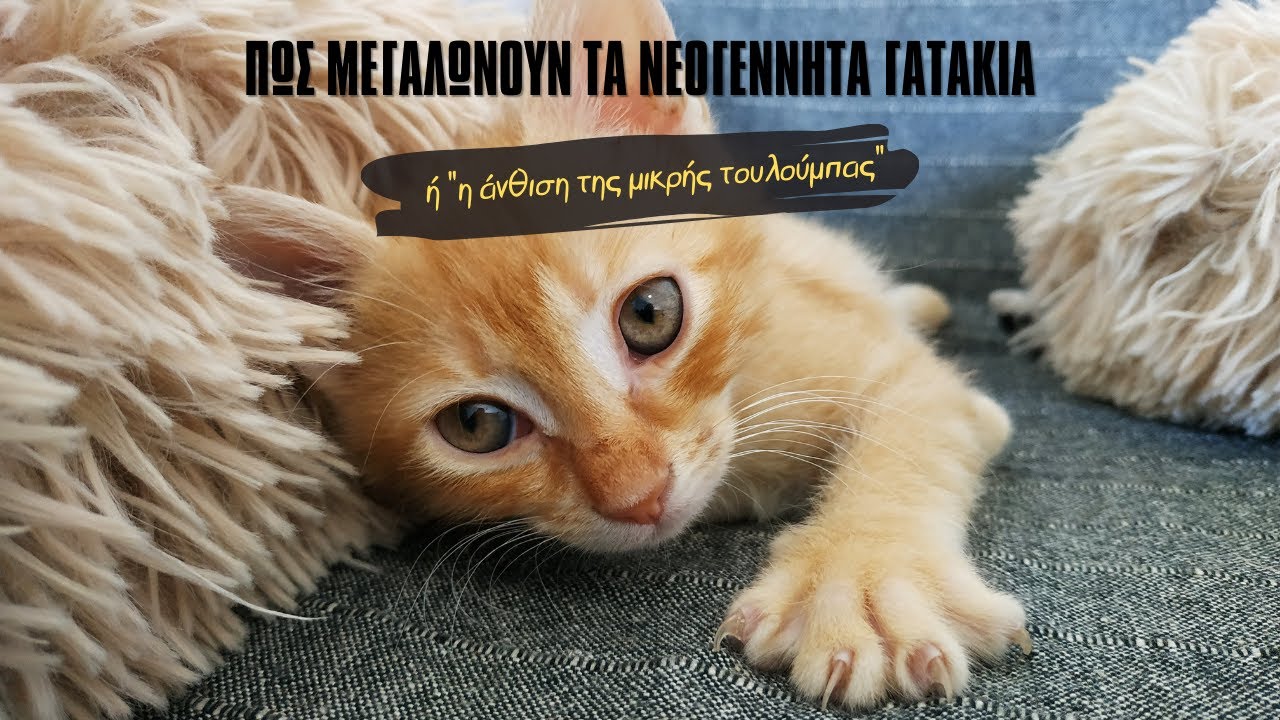 Πως μεγαλώνουν τα νεογέννητα γατάκια τους 3 πρώτους μήνες της ζωής τους