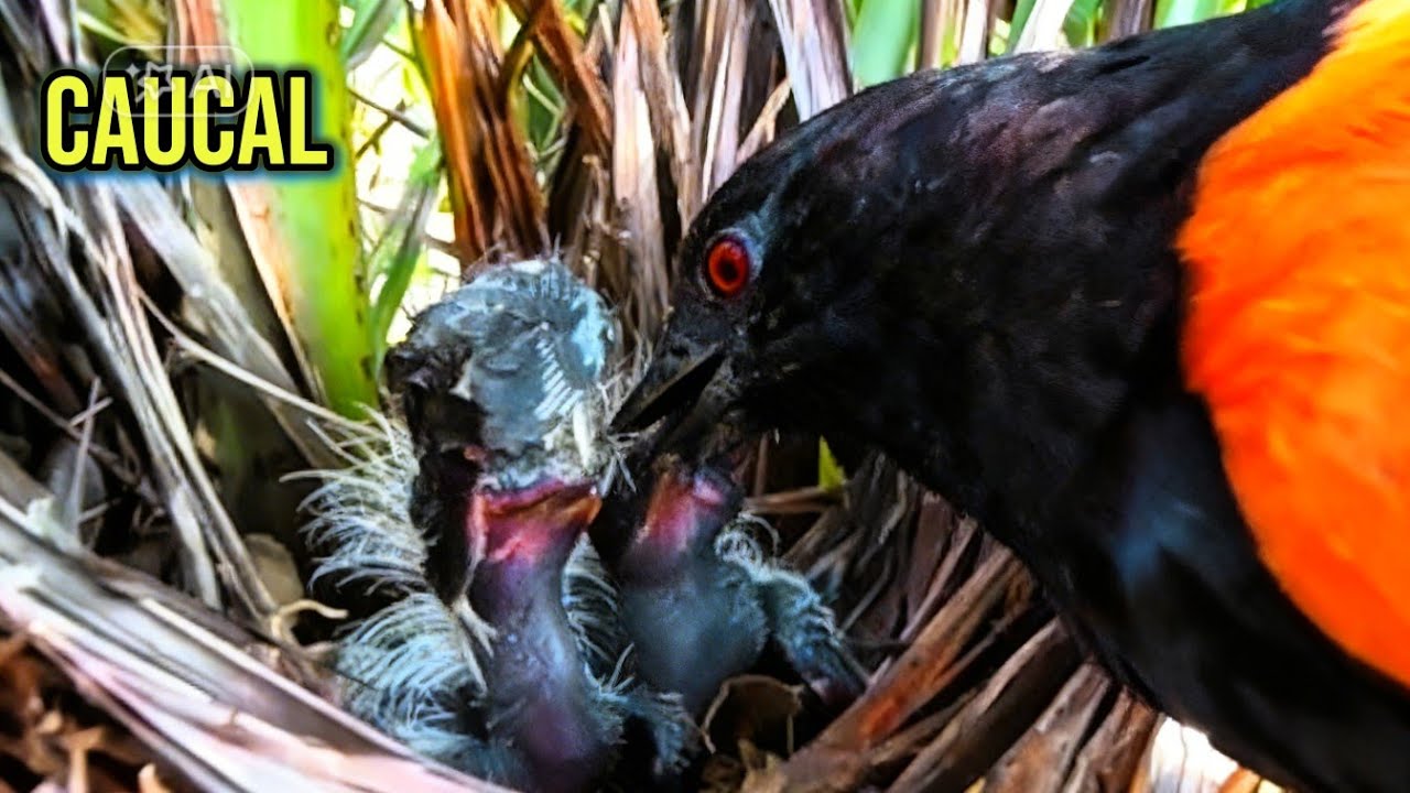 PENCURI BURUNG LAIN, DAN MEMBUAT MAKANAN UNTUK BAYI NYA