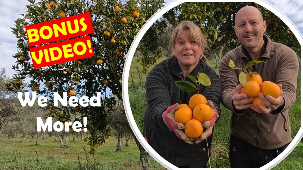 Homesteading in Portugal: Planting Seeds and Citrus Trees on Our Alentejo Farm