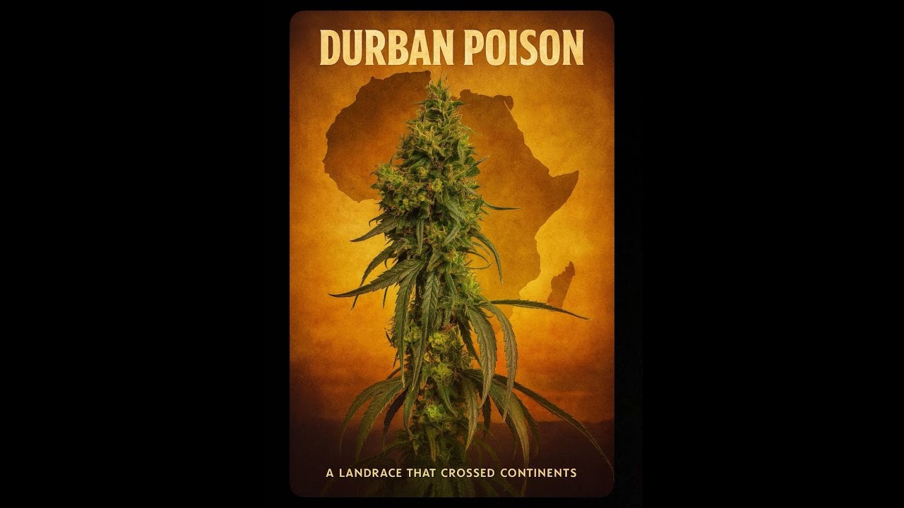 DURBAN POISON: A LANDRACE THAT CROSSED CONTINENTS