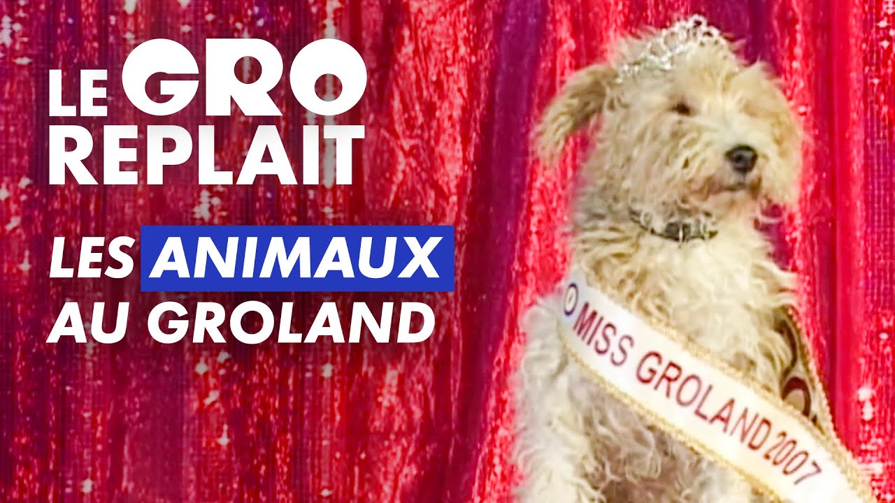 Les animaux au Groland - Le GRO replait - CANAL+