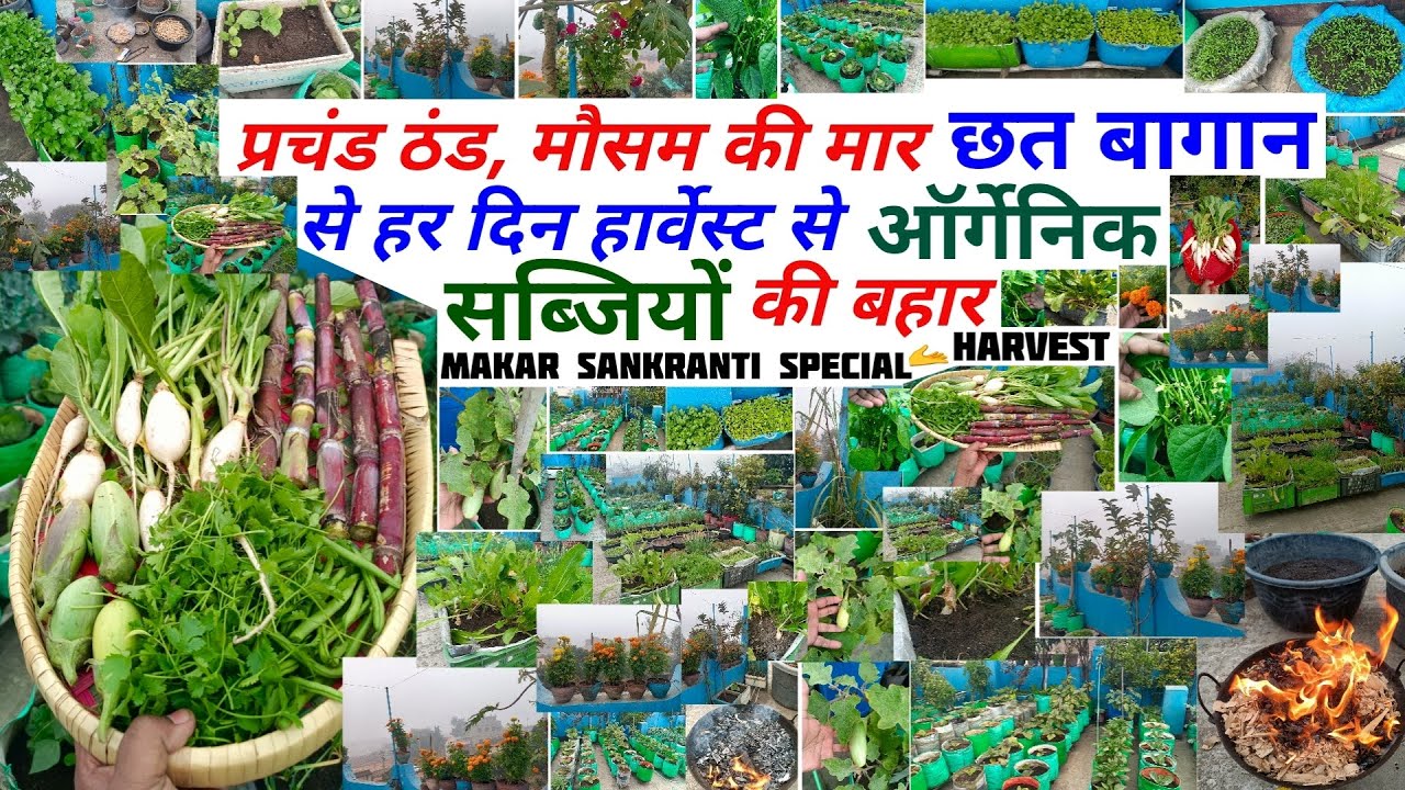 प्रचंड ठंड मौसम की मार, छत बागान से हरदिन हार्वेस्ट से ऑर्गेनिक सब्जियों की बहार | SANKRANTI SPECIAL