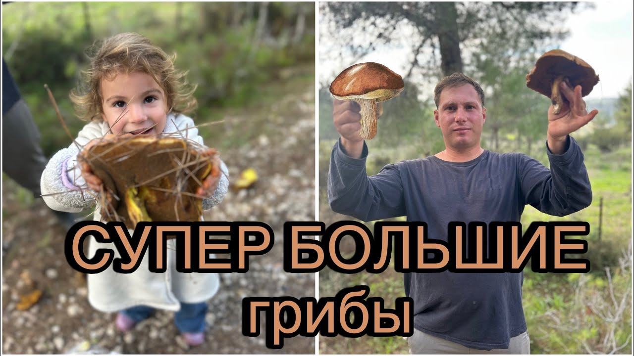 Идем по ГРИБЫ с детьми в лес Израиля - Going mushroom picking with kids in the Israeli forest 🍄‍🟫🍁🌳🪵