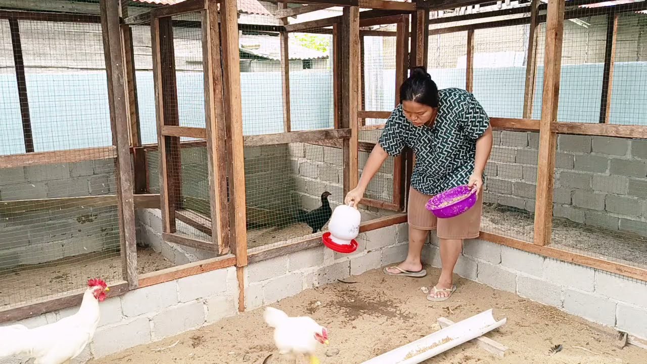 Seperti ini kita manfaatkan tanaman keliling rumah tambahan pakan ternak kita